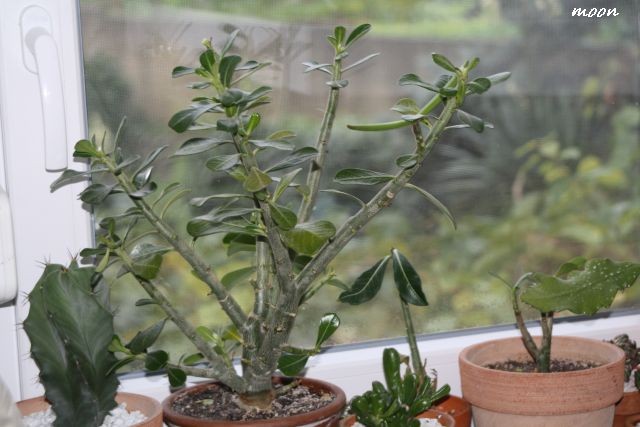 Adenium